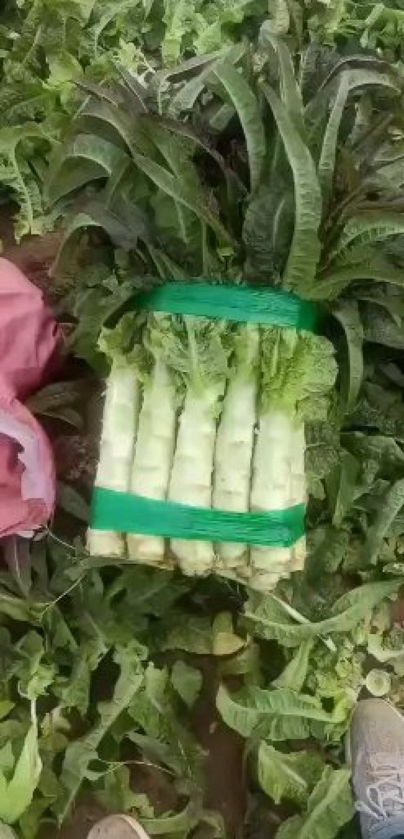 【牛商】沂南红莴笋莴苣无空心无裂口代发全国可视频看货