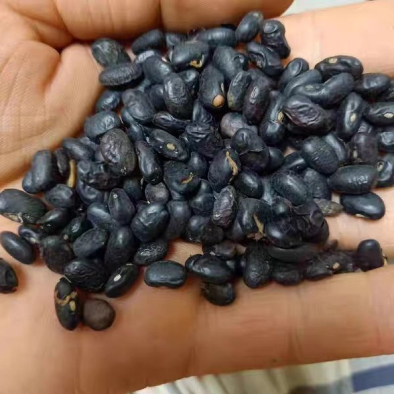 中药材无盐淡豆豉农家货11111农副土特产品