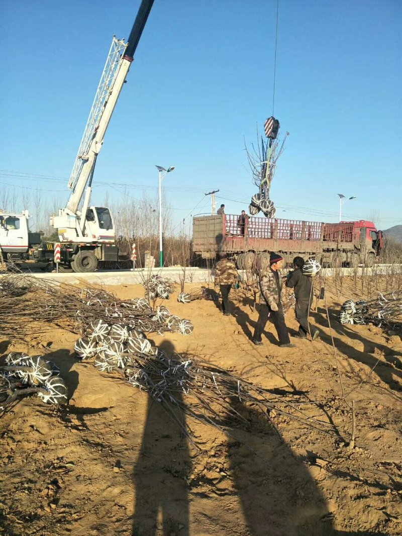 山东基地俄罗斯8号樱桃苗可视频看货齐早樱桃树苗批发