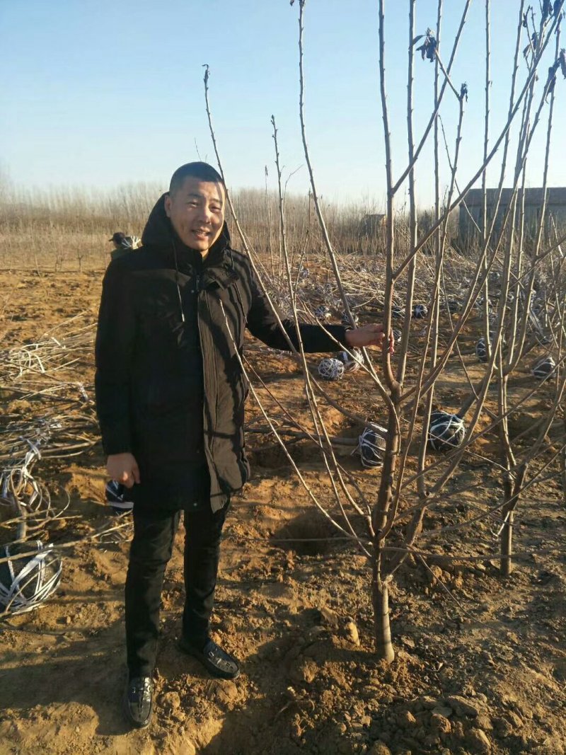 山东基地俄罗斯8号樱桃苗可视频看货齐早樱桃树苗批发