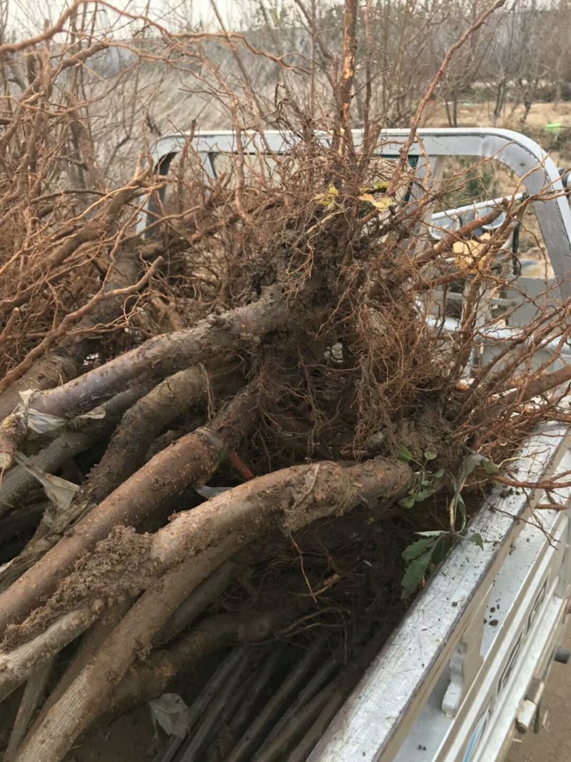 山东基地俄罗斯8号樱桃苗可视频看货齐早樱桃树苗批发