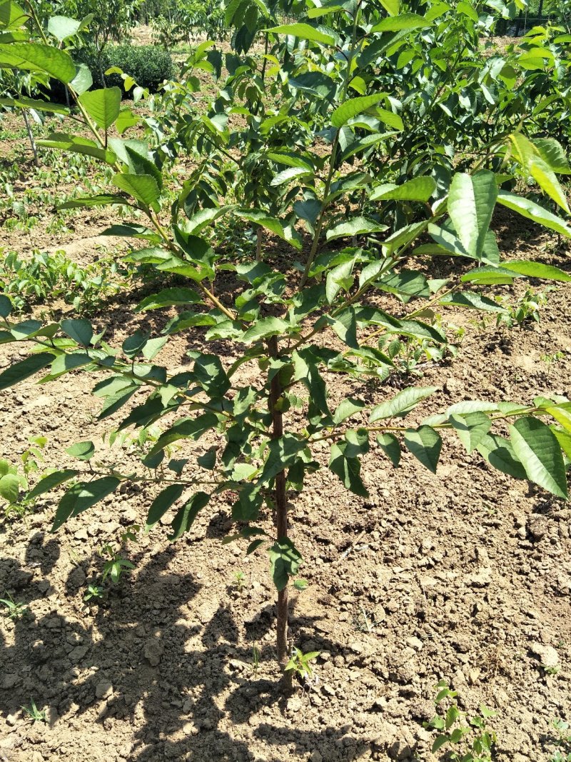 山东基地俄罗斯8号樱桃苗可视频看货齐早樱桃树苗批发