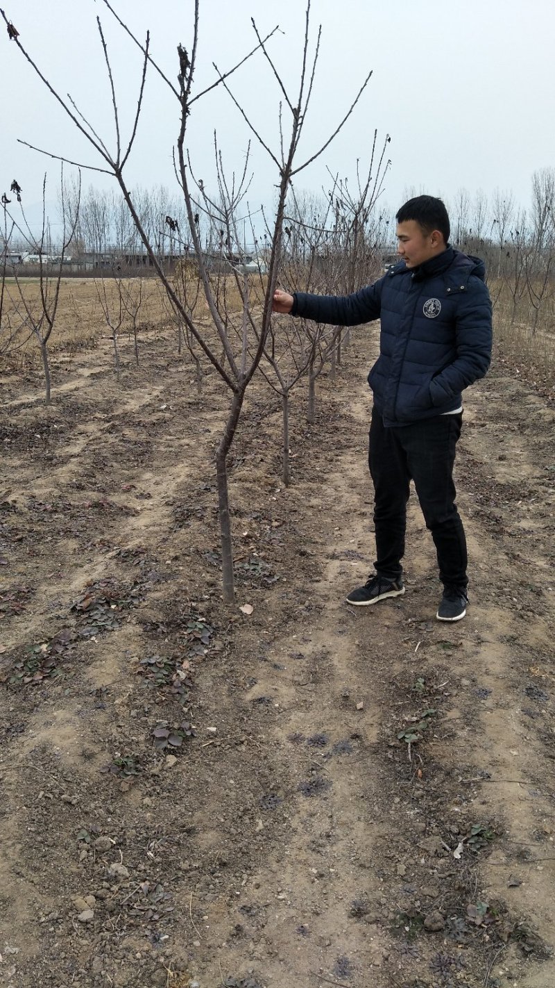 山东基地俄罗斯8号樱桃苗可视频看货齐早樱桃树苗批发