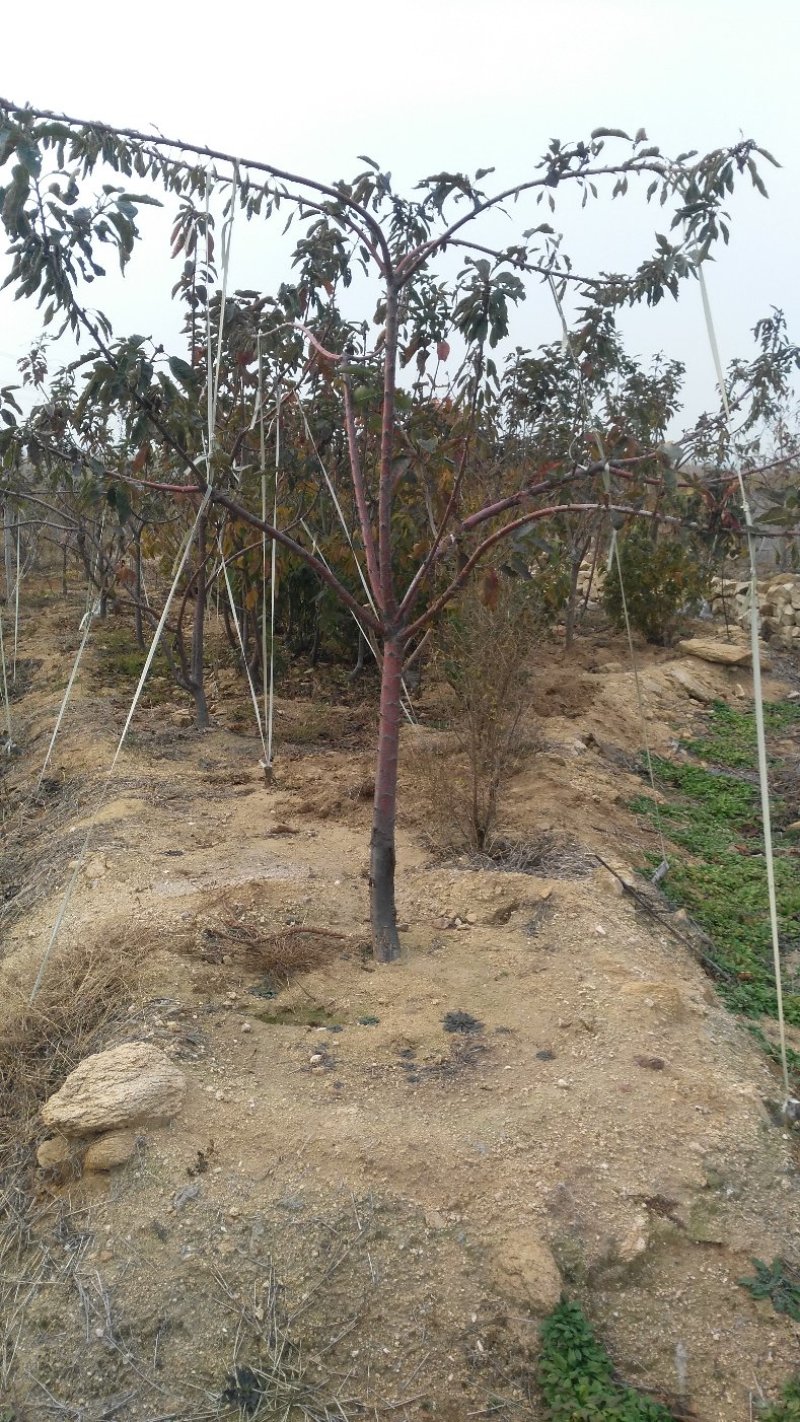山东基地俄罗斯8号樱桃苗可视频看货齐早樱桃树苗批发