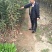 山东基地俄罗斯8号樱桃苗可视频看货齐早樱桃树苗批发