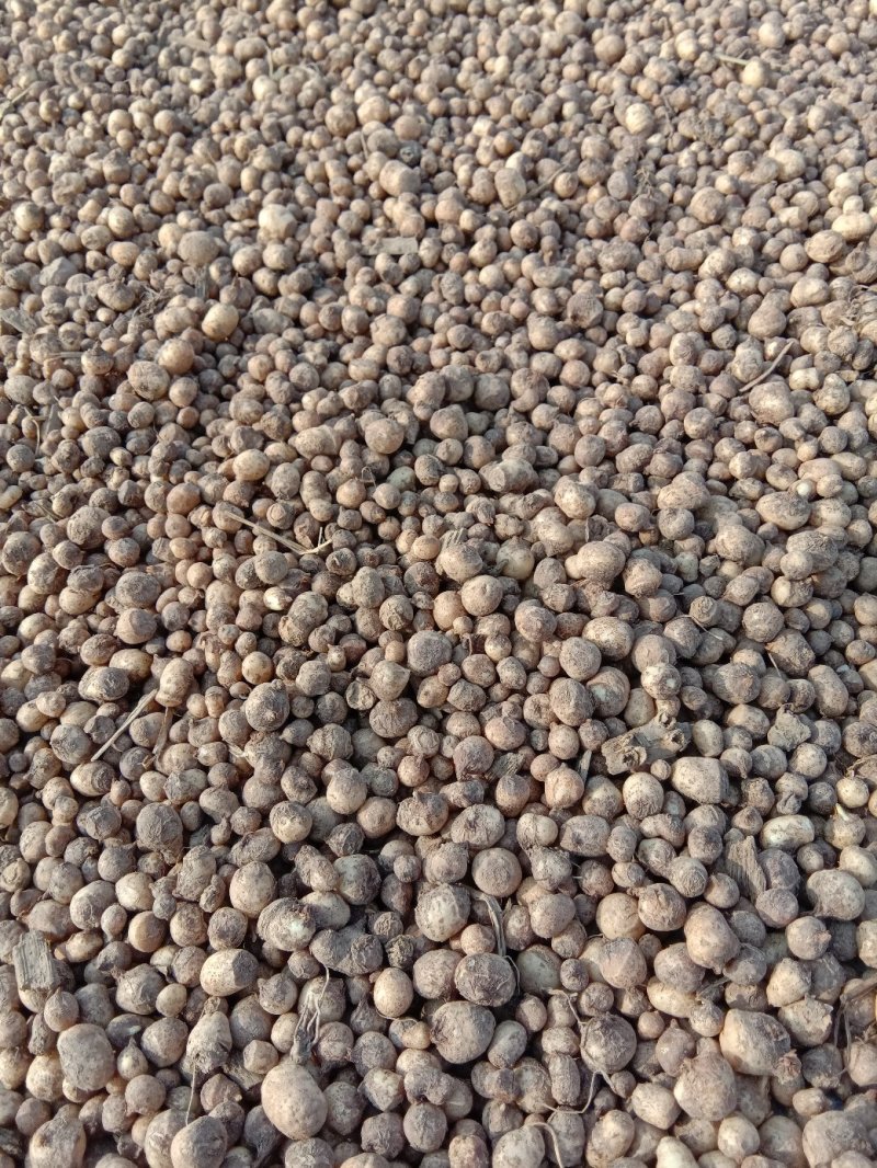 旱半夏种球出售5吨