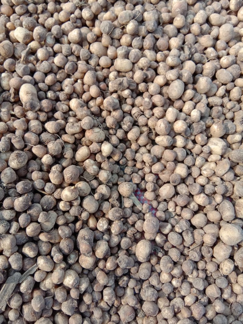 旱半夏种球出售5吨