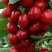 美早樱桃苗，大樱桃树苗，车厘子树苗，甜樱桃树苗