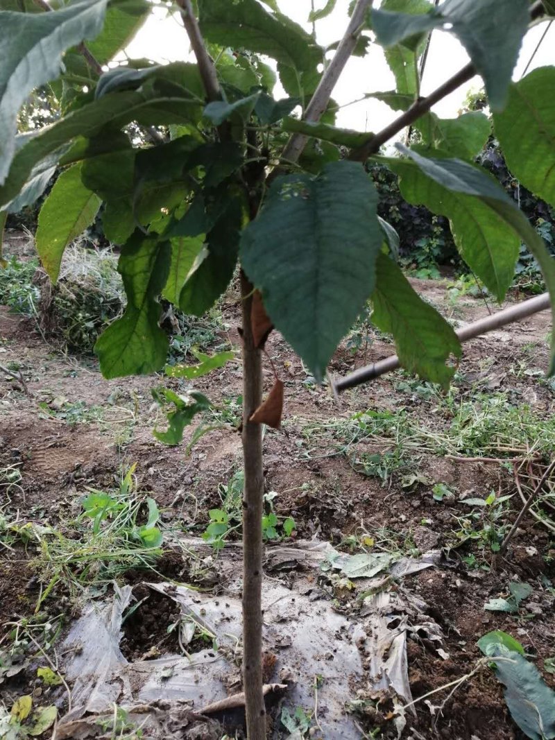 美早樱桃苗，大樱桃树苗，车厘子树苗，甜樱桃树苗