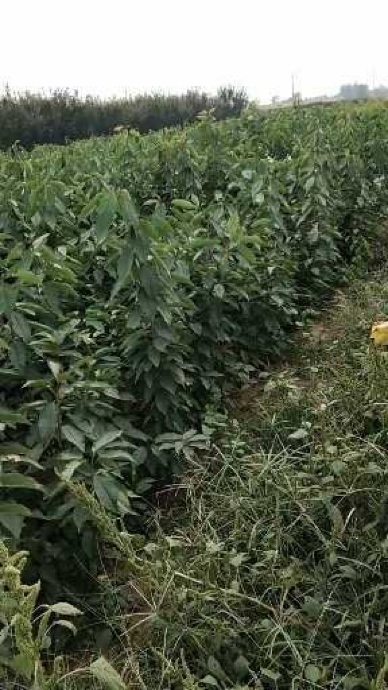 美早樱桃苗，大樱桃树苗，车厘子树苗，甜樱桃树苗