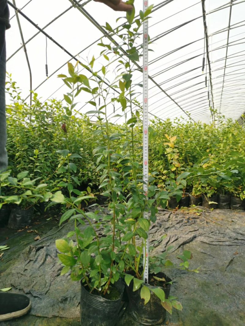 有好货薄雾蓝莓苗批发珠宝瑞卡公爵蓝莓树苗价格便宜