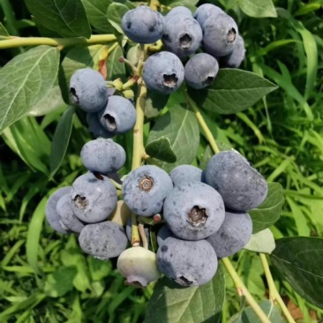 有好货薄雾蓝莓苗批发珠宝瑞卡公爵蓝莓树苗价格便宜