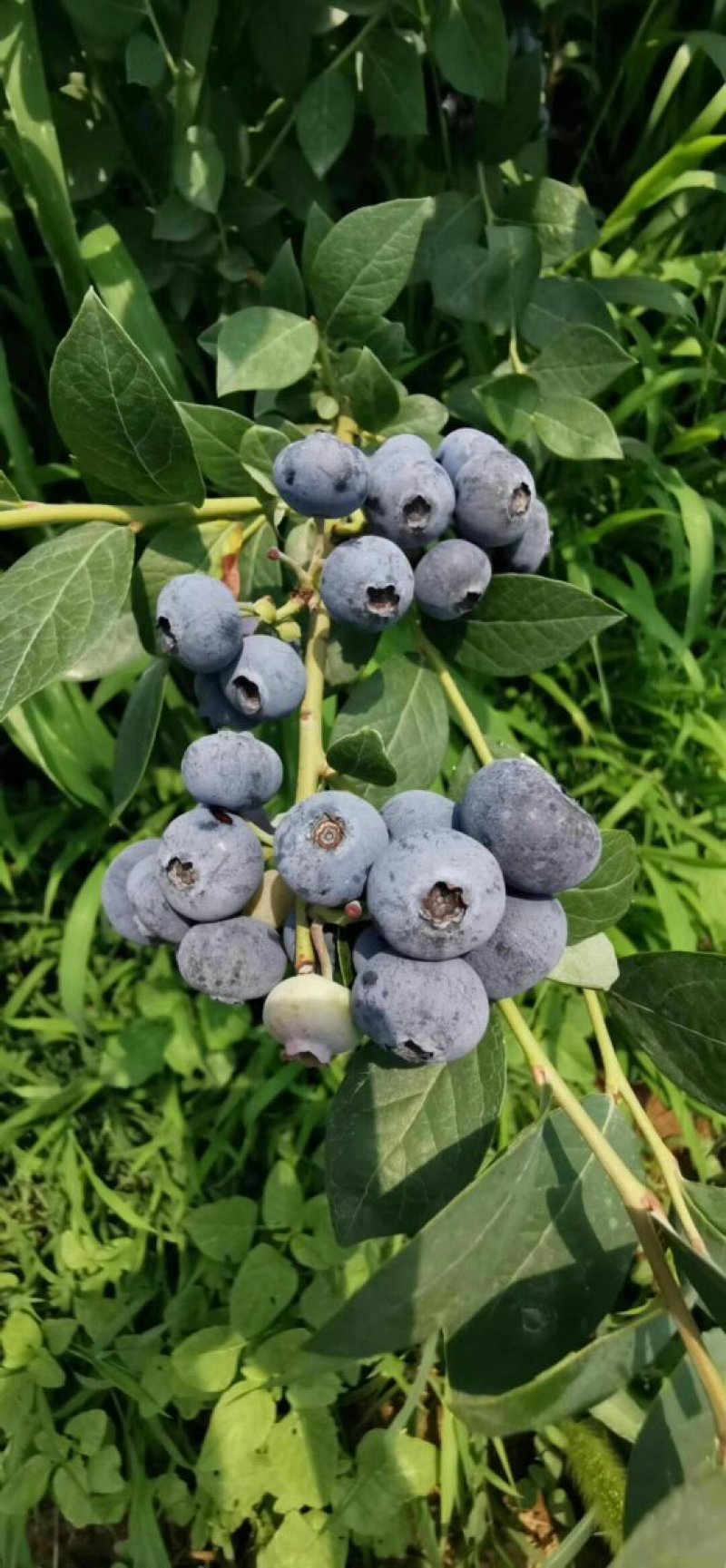 有好货薄雾蓝莓苗批发珠宝瑞卡公爵蓝莓树苗价格便宜