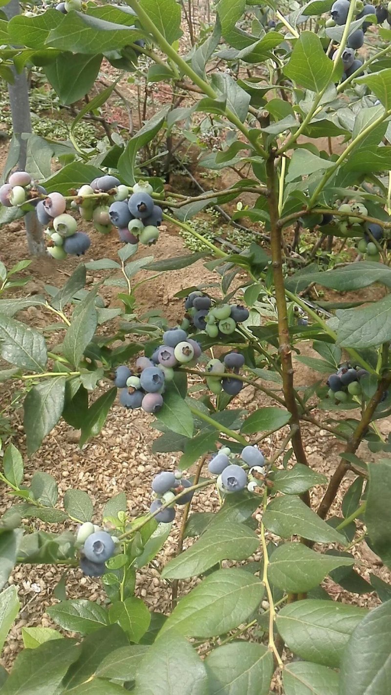 有好货薄雾蓝莓苗批发珠宝瑞卡公爵蓝莓树苗价格便宜