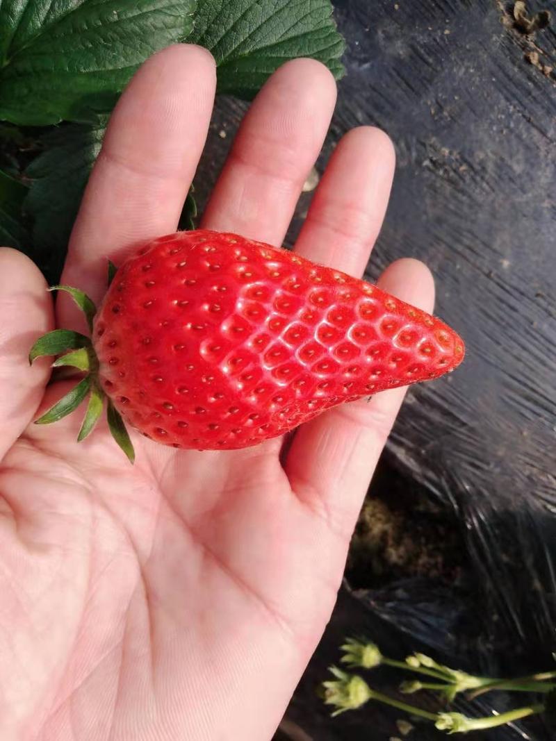 【现摘现发】优质香野草莓新鲜现摘颜色靓丽基地直发