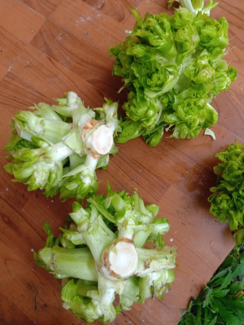 特级中熟儿菜大量上市了，