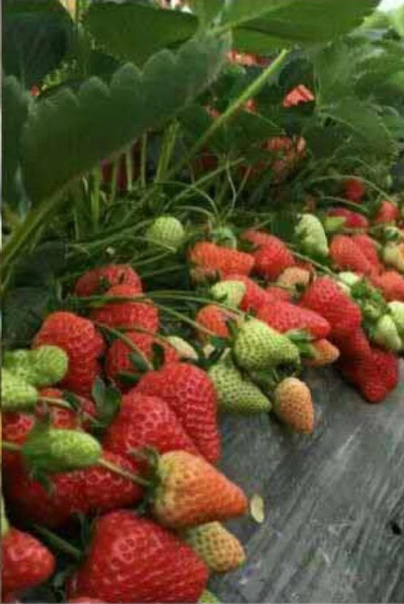 优选【甜宝草莓】香甜可口产地批发保质保量物美价廉