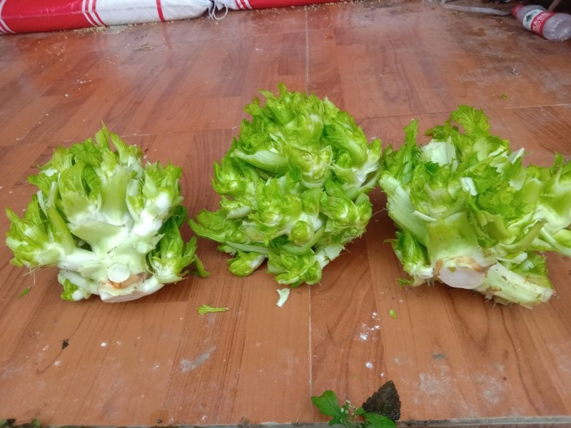 早熟儿菜
