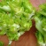 早熟儿菜