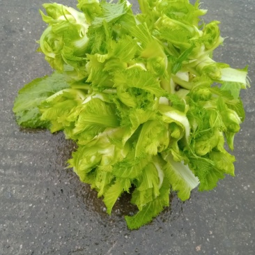 早熟儿菜