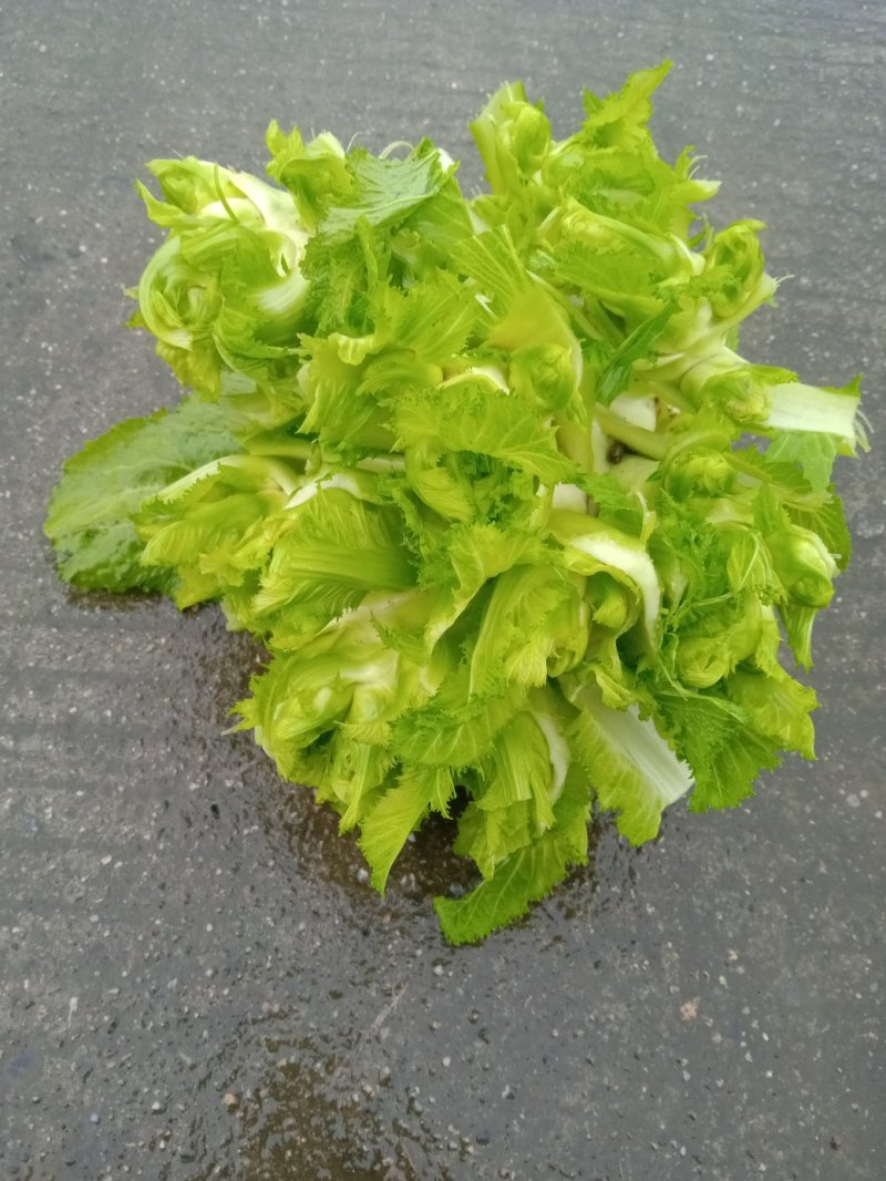 早熟儿菜