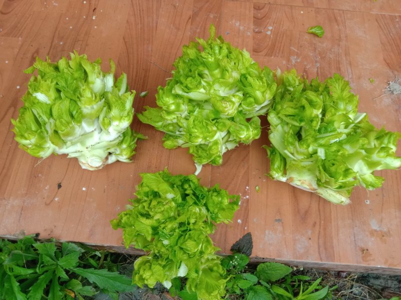 早熟儿菜