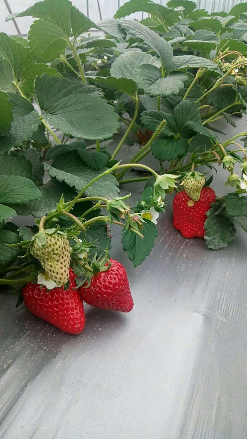 【精品】香莓草莓一手货源物美价廉诚信实力代办