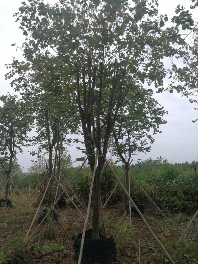 紫荊花，宫粉紫荊，兰花楹
