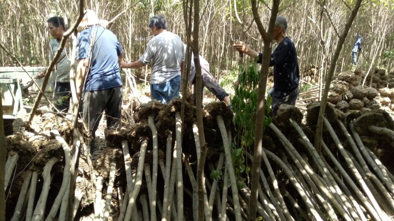 河南女贞邓州大叶女贞黑子树1---4公分规格齐全成活率高