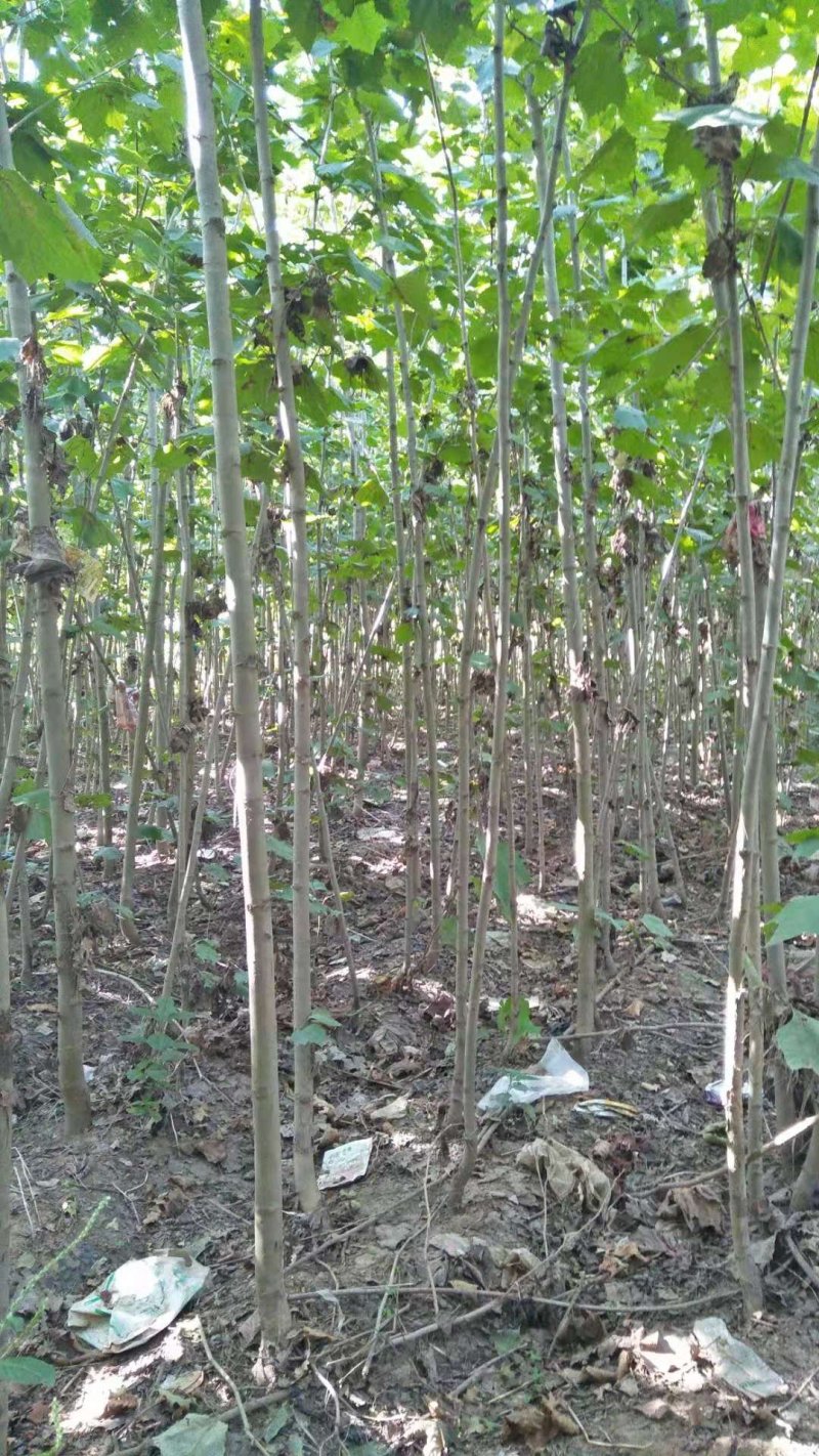 法桐速生法桐基地大量低价供应苗圃苗原生冠截杆发冒悬铃木