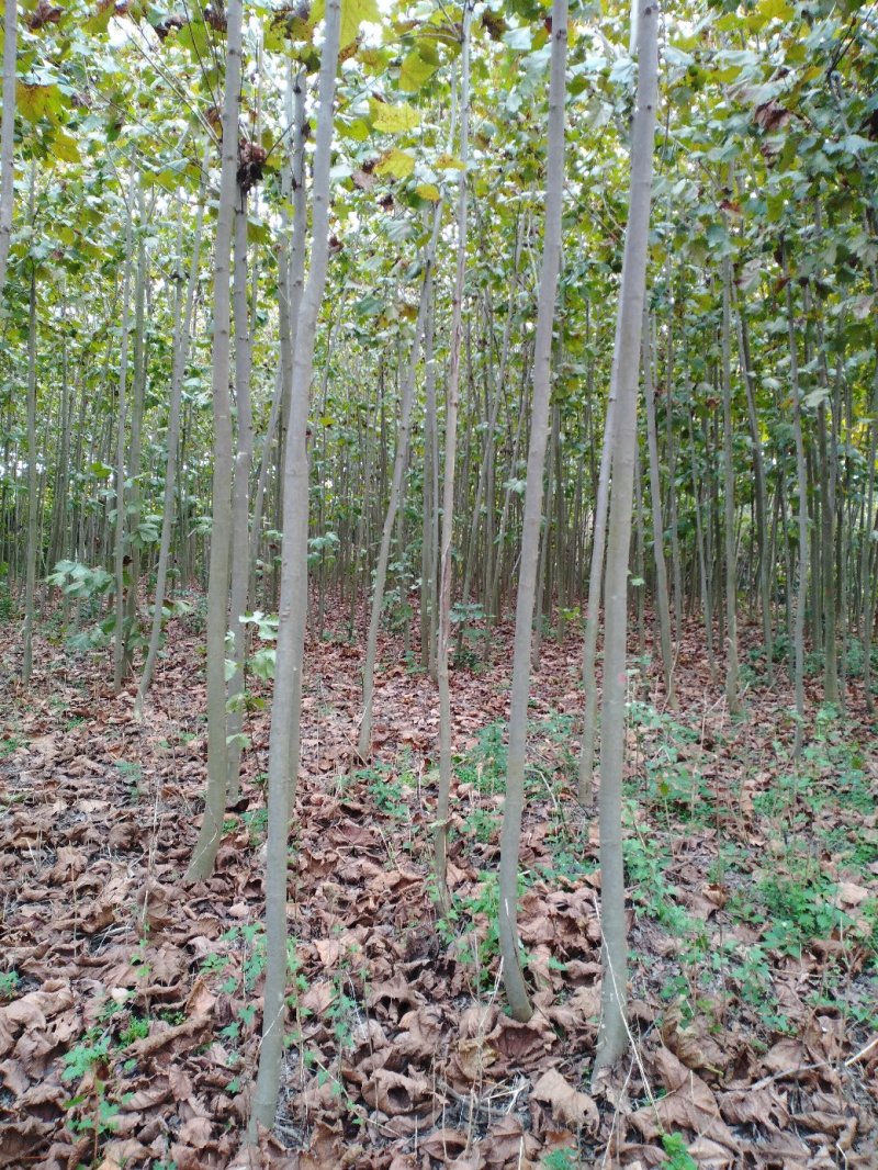 法桐速生法桐基地大量低价供应苗圃苗原生冠截杆发冒悬铃木