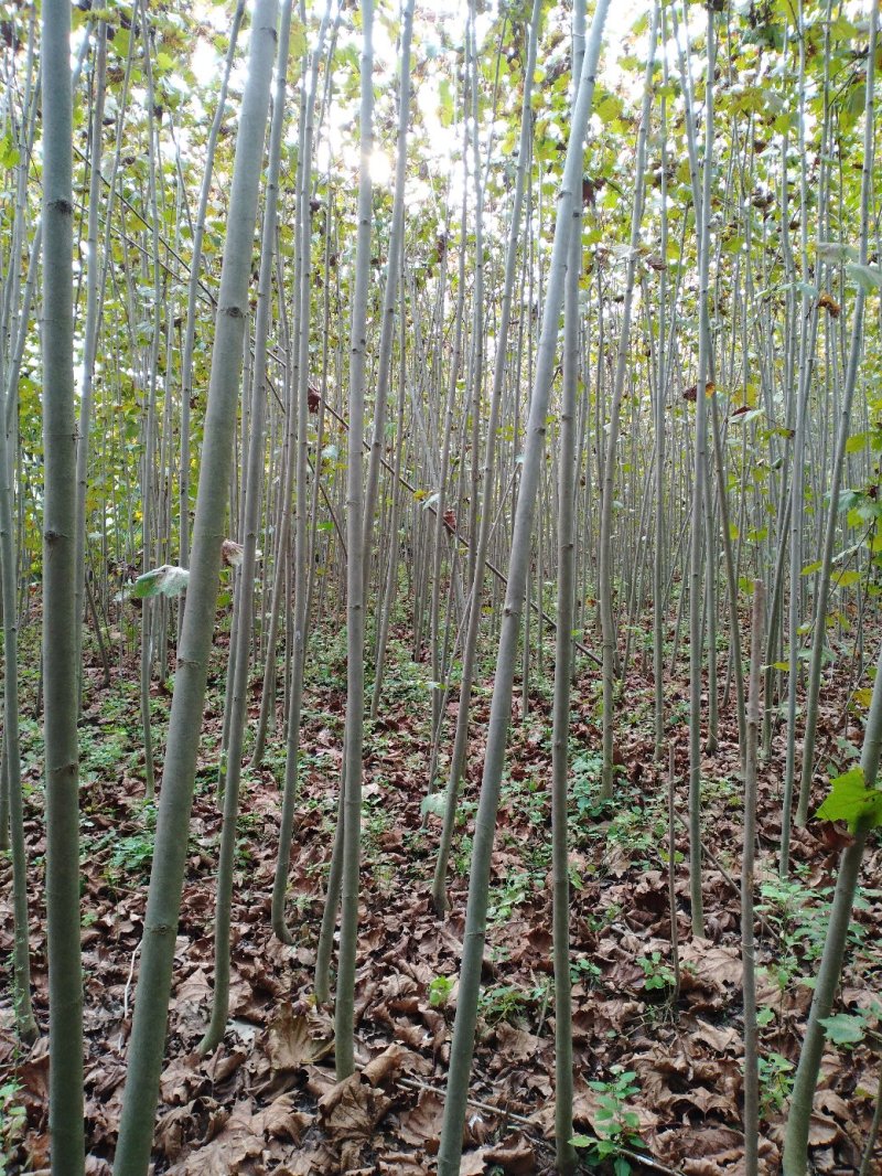 法桐速生法桐基地大量低价供应苗圃苗原生冠截杆发冒悬铃木