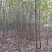 法桐速生法桐基地大量低价供应苗圃苗原生冠截杆发冒悬铃木