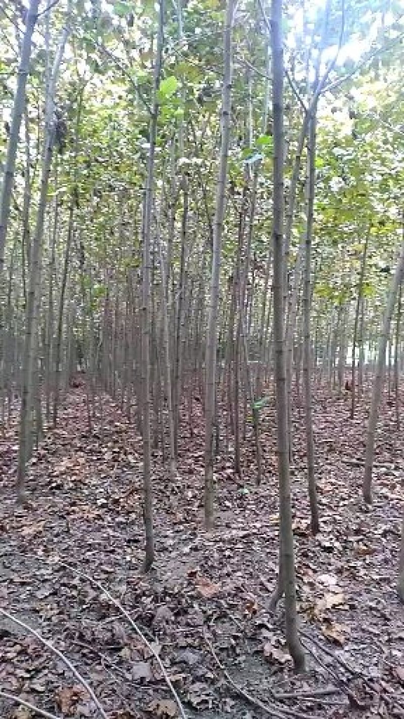 法桐速生法桐基地大量低价供应苗圃苗原生冠截杆发冒悬铃木