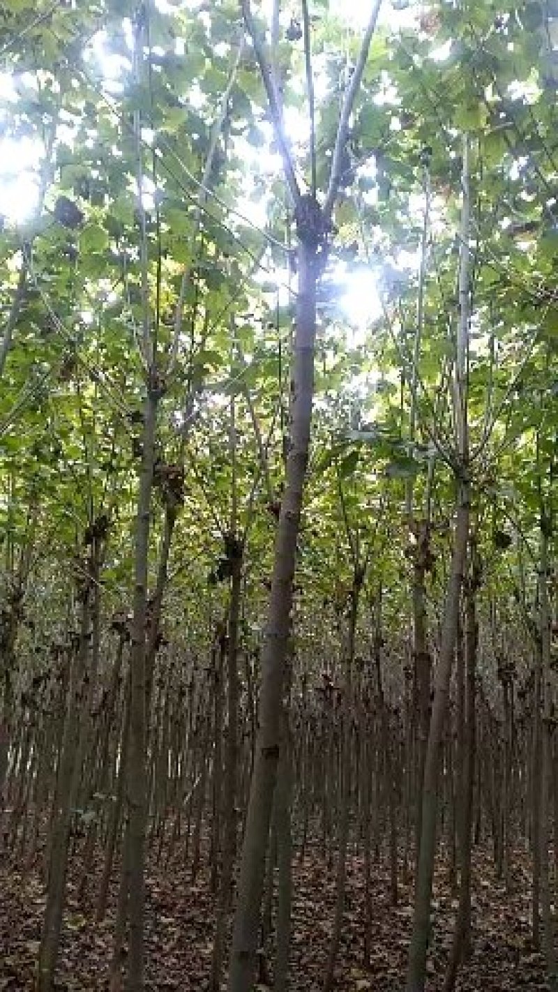 法桐速生法桐基地大量低价供应苗圃苗原生冠截杆发冒悬铃木