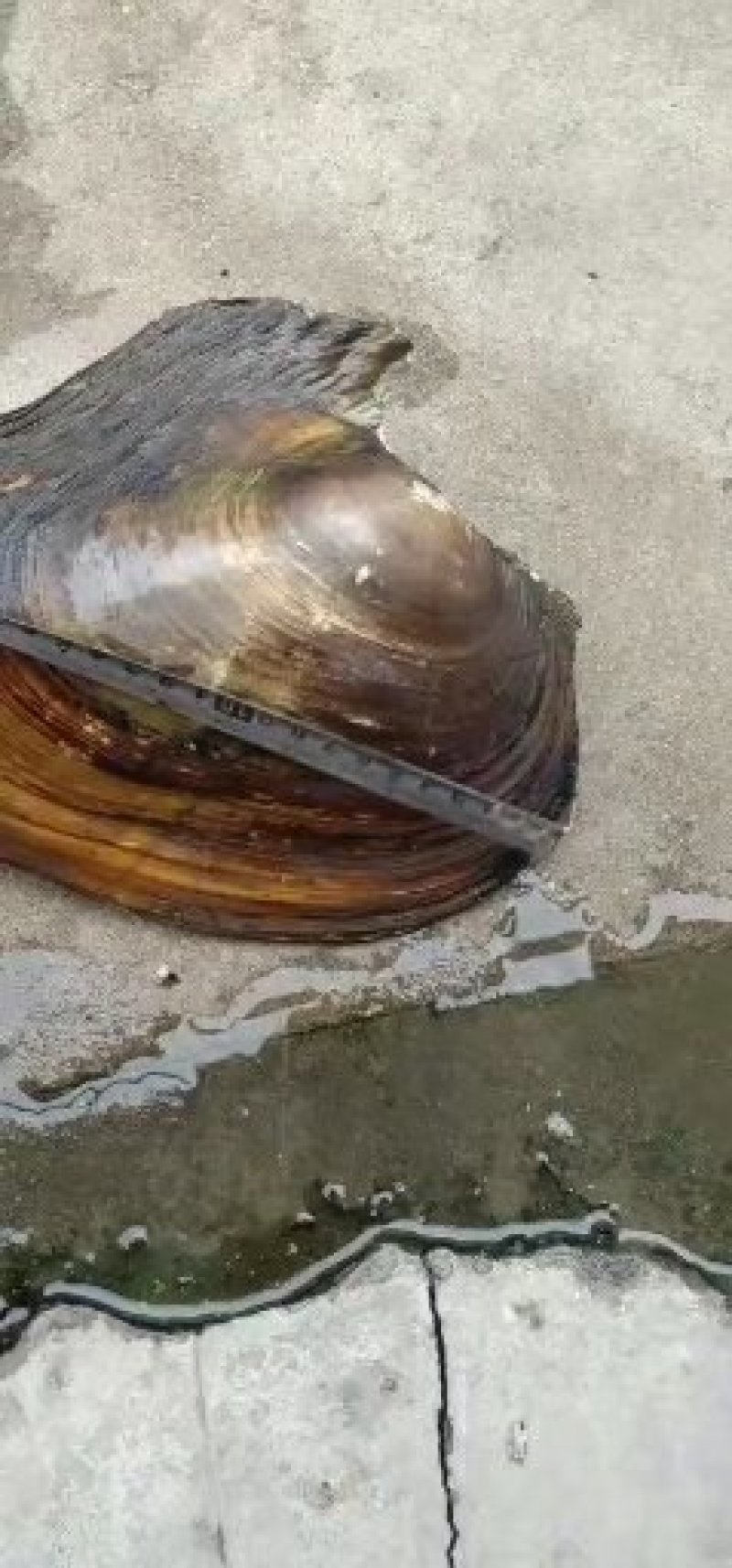 河蚌