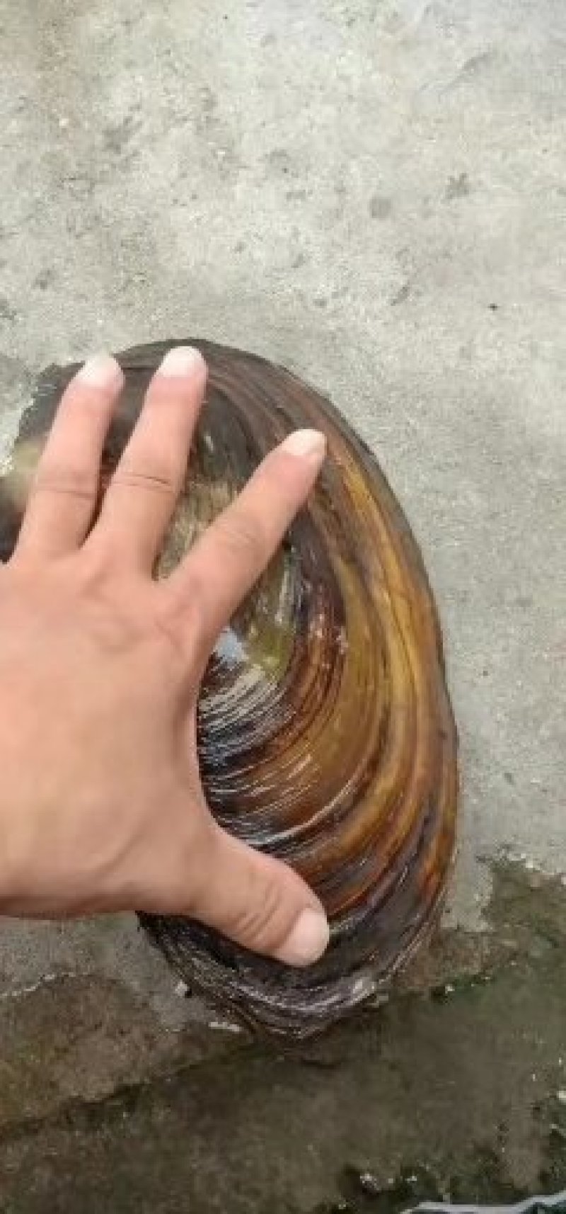 河蚌
