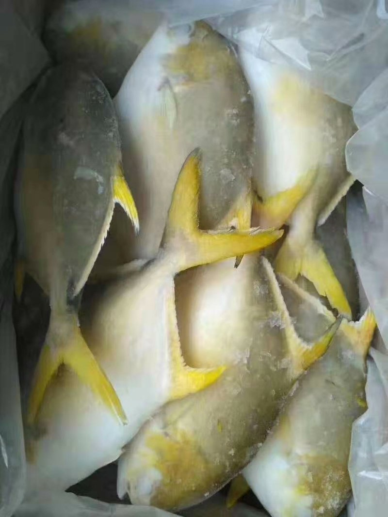 金昌鱼