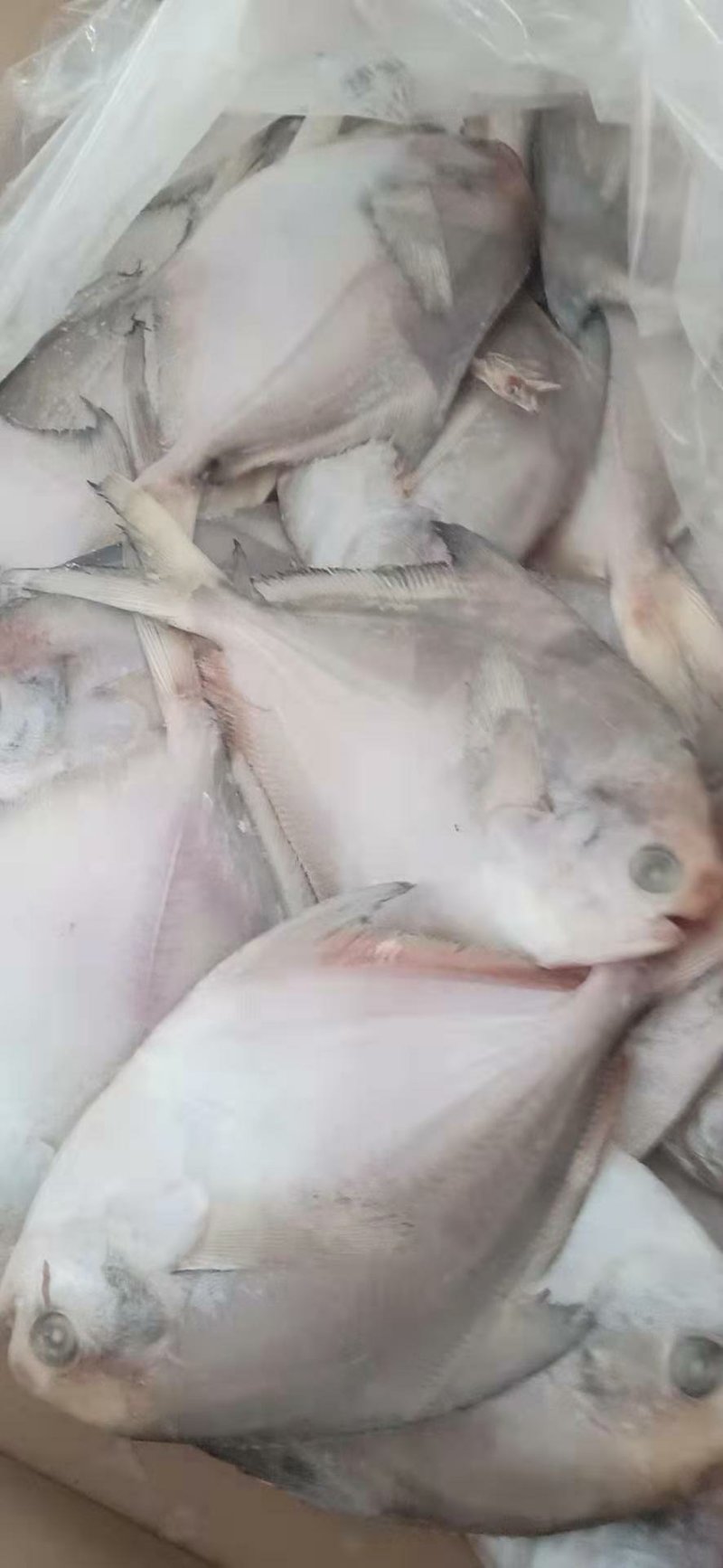 金昌鱼
