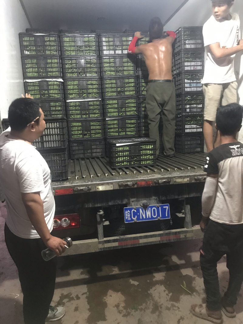 精品小金豆（四季豆）诚信报价，产地直发