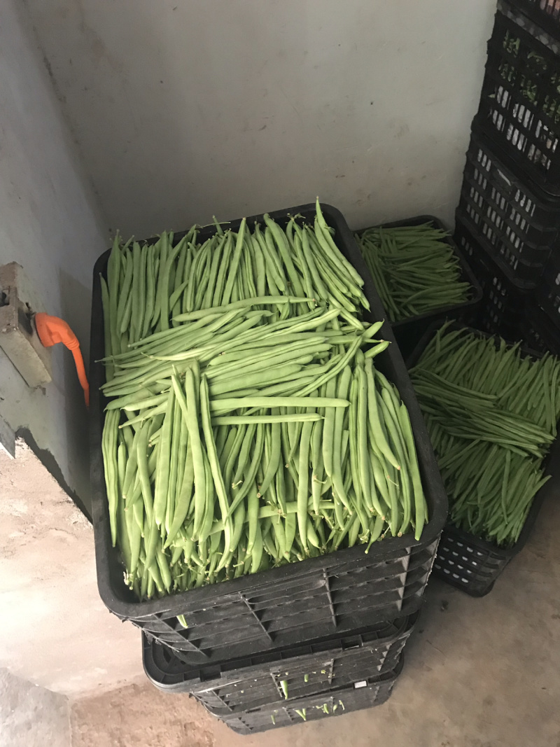 精品小金豆（四季豆）诚信报价，产地直发