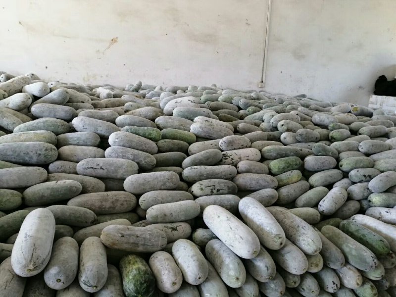 广西南宁本地毛节瓜少量上市，
