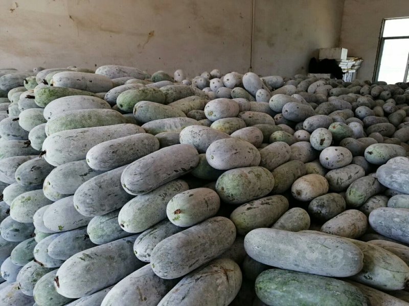 广西南宁本地毛节瓜少量上市，