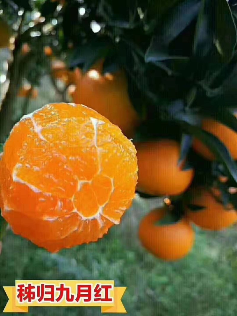 秭归九月红真正的果冻橙，皮薄汁多入口即化，产地直销