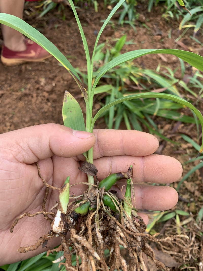 云南紫花三叉白芨两年驯化种苗芽头多杆子粗茎块大产量高