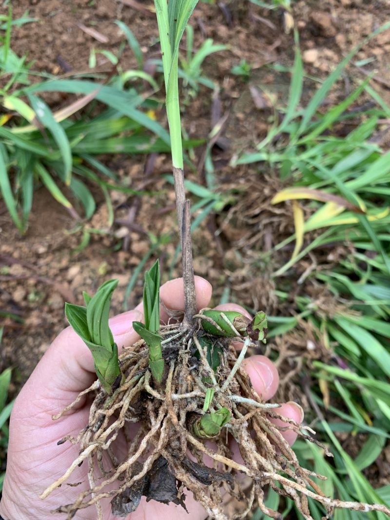 云南紫花三叉白芨两年驯化种苗芽头多杆子粗茎块大产量高