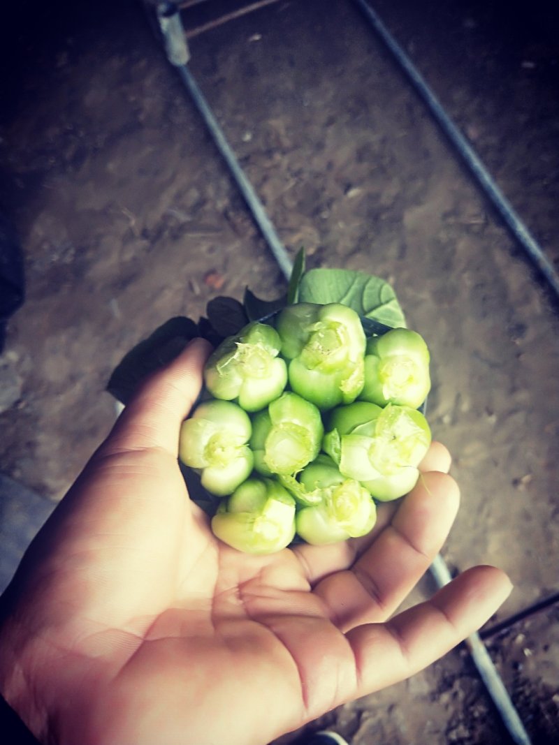 精品小油菜，接受预定，