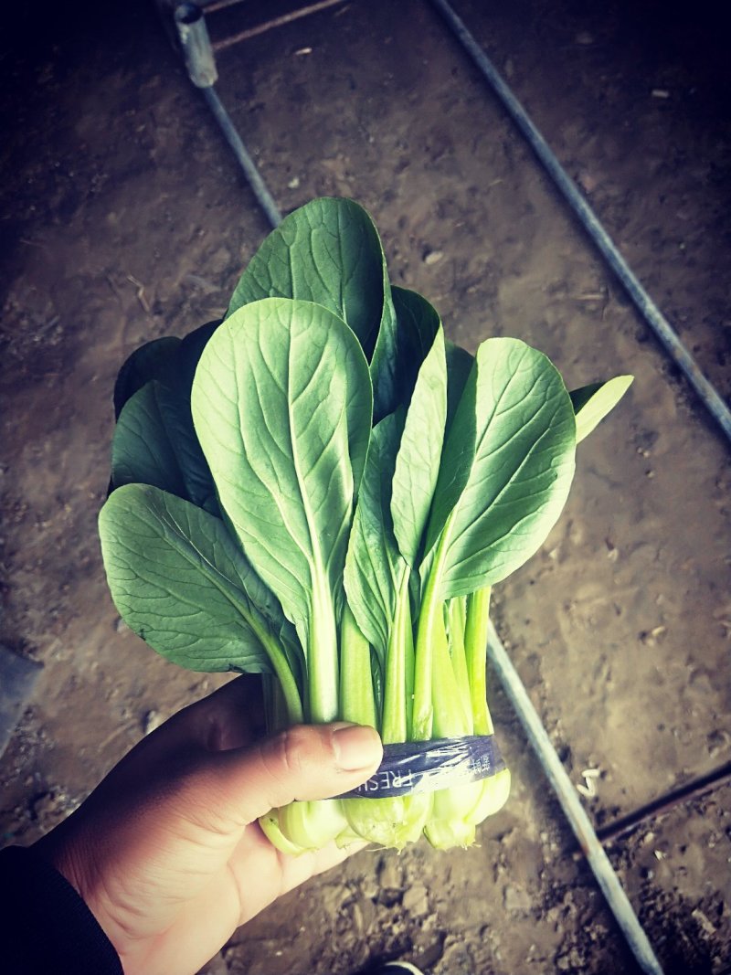 精品小油菜，接受预定，
