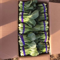 精品小油菜，接受预定，