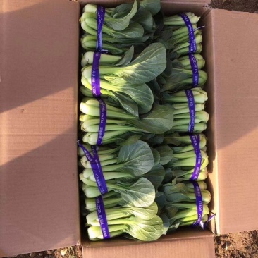 精品小油菜，接受预定，